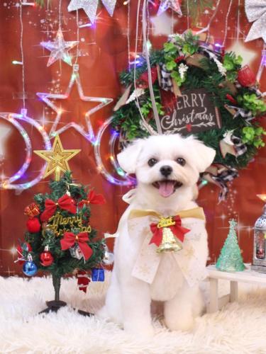 20231216うるちゃん